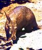 Aardvark - Orycteropus afer