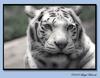 White Tiger