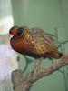 Ring-necked Pheasant - Phasianus colchicus