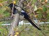 Black-billed Magpie