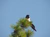 Black-billed Magpie