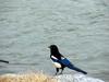 Black-billed Magpie