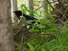 Black-billed Magpie