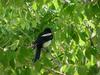 Black-billed Magpie