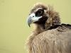 Cinereous vulture -- Eurasian Black Vulture