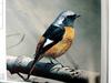 Daurian Redstart