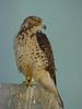 Swainson's Hawk