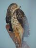 Swainson's Hawk