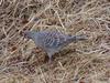 Rufous Turtle Dove