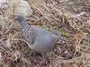 Rufous Turtle Dove