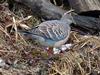 Rufous Turtle Dove