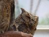 Collared Scops Owl (큰소쩍새)