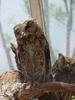 Collared Scops Owl (큰소쩍새)