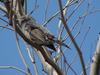 Brown-eared bulbul