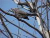 Brown-eared bulbul