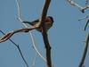 Tree Sparrow