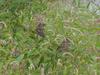 Tree Sparrows