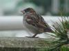 House Sparrow