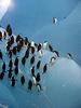 Chinstrap Penguins