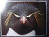 Yellow-eyed Penguin