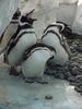 Magellanic Penguins