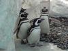 Magellanic Penguins