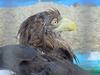 Steller's sea eagle