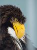 Steller's sea eagle