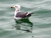 Black-tailed Gull