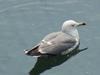 Black-tailed Gull