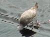 Gull