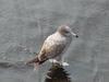 Black-tailed Gull