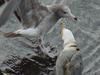 Black-tailed Gulls