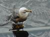 Black-tailed Gull