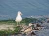 Gulls
