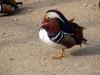 Mandarin Duck (Aix galericulata)