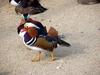 Mandarin Duck