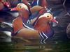 Mandarin Ducks