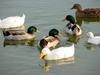 Mallards and Domestic Ducks