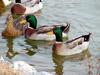 Mallards and Domestic Ducks