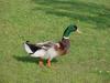 Mallard Duck