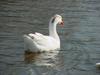 중국거위 Anser cygnoides (Swan Goose)