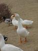 중국거위 Anser cygnoides (Swan Goose)