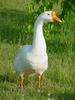 중국거위 Anser cygnoides (Swan Goose)