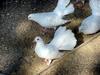 White Fantail Pigeons