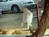 White Fantail Pigeon