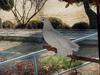 White Fantail Pigeon