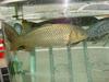 Common Carp (Cyprinus carpio)