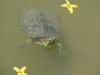 Red-eared pond slider