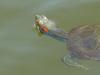 Red-eared pond slider